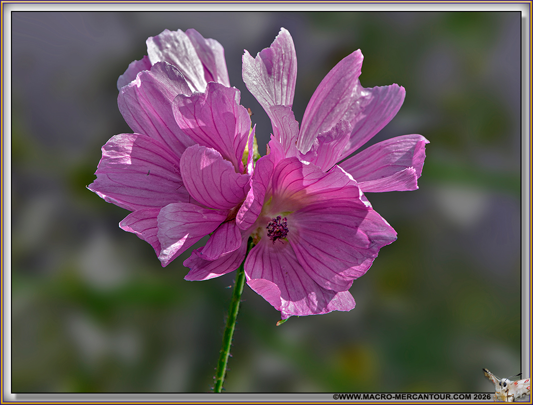 Mauve alc&eacute;e
